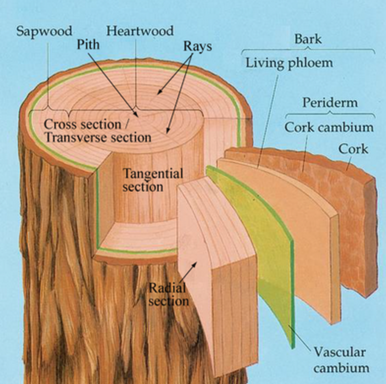 Trunk anatomy