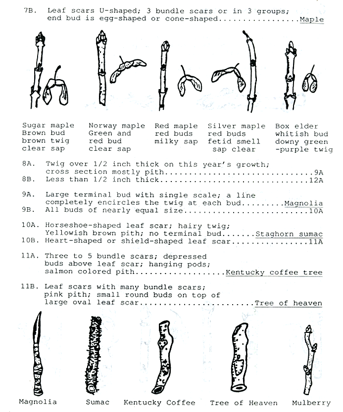 Tree Anatomy: Twigs & Buds