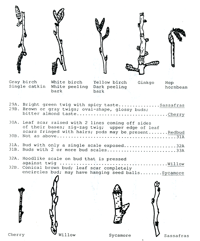 Twig Anatomy for Tree Identification