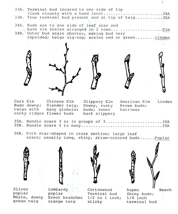 Tree Anatomy: Twigs & Buds