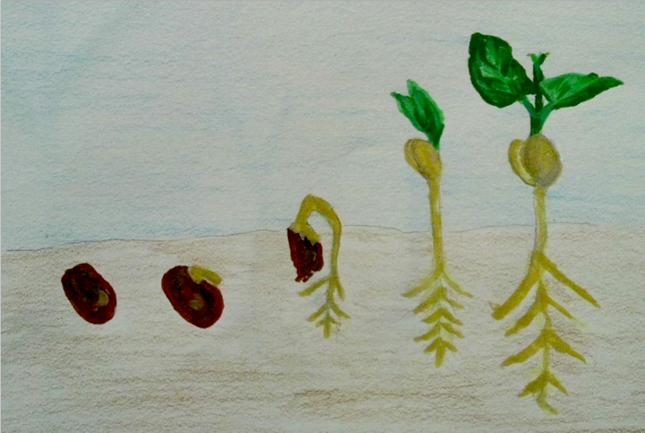 Bean seed, sprout, plant drawing