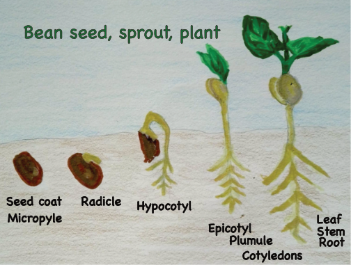 Sprouts