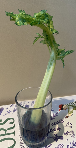 Celery first day
