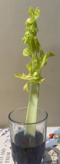Celery setup