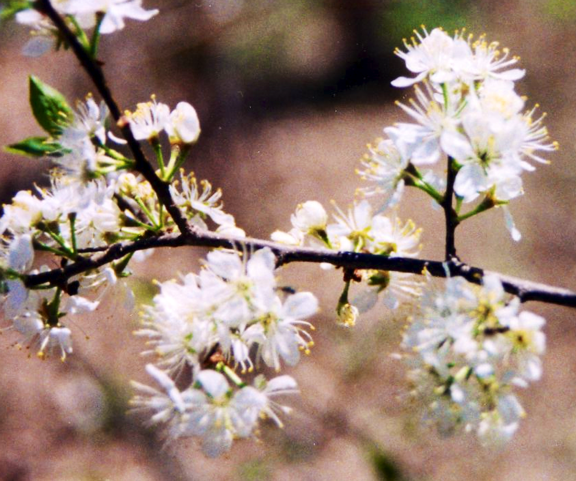 Cherry blossoms