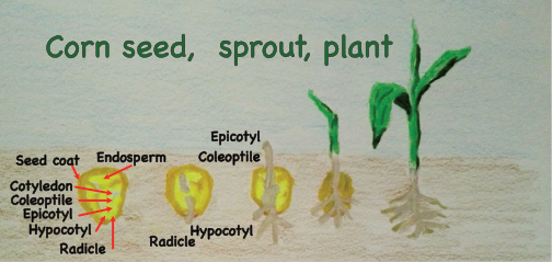 Corn seed, sprout, plant