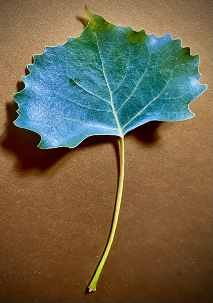 Cottonwood leaf