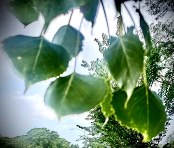 Cottonwood leaves