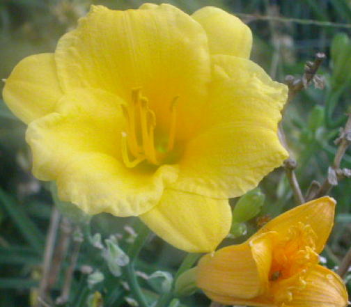 Simple flower