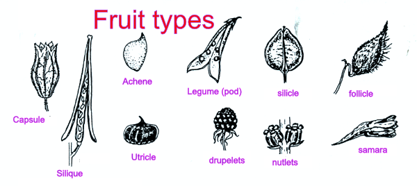 Fruit types