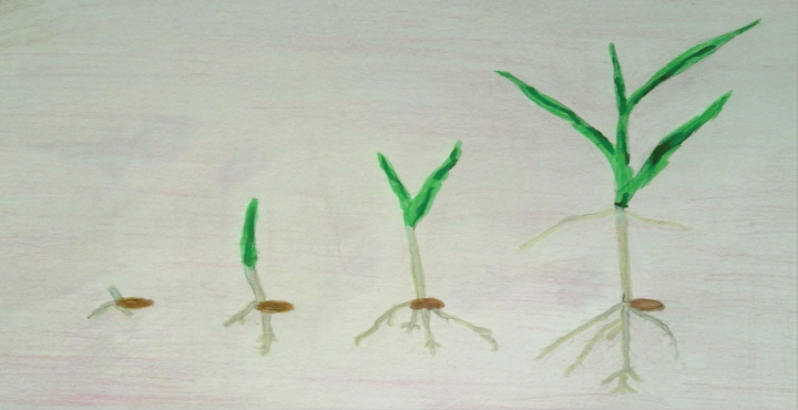 Grass seed, sprout, plant drawing