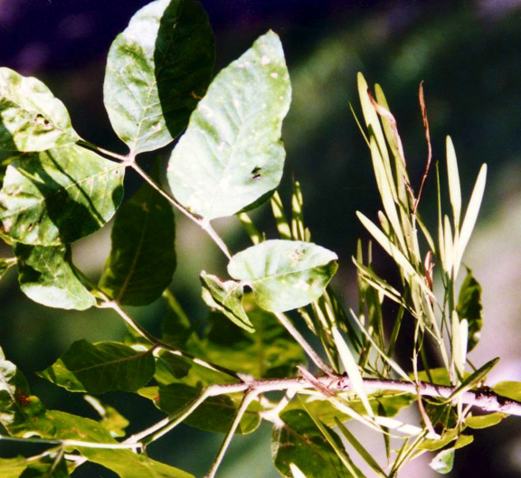 Ash seeds