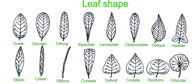 Leaf shapes