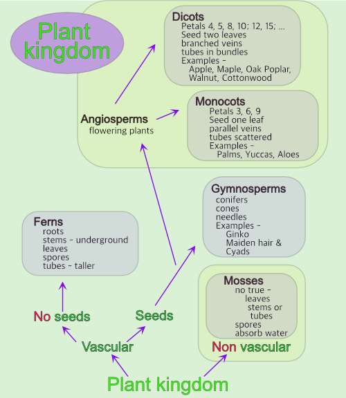 Plant kingdom