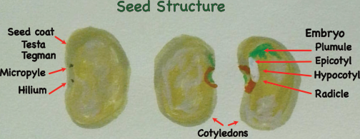 Seed Structure