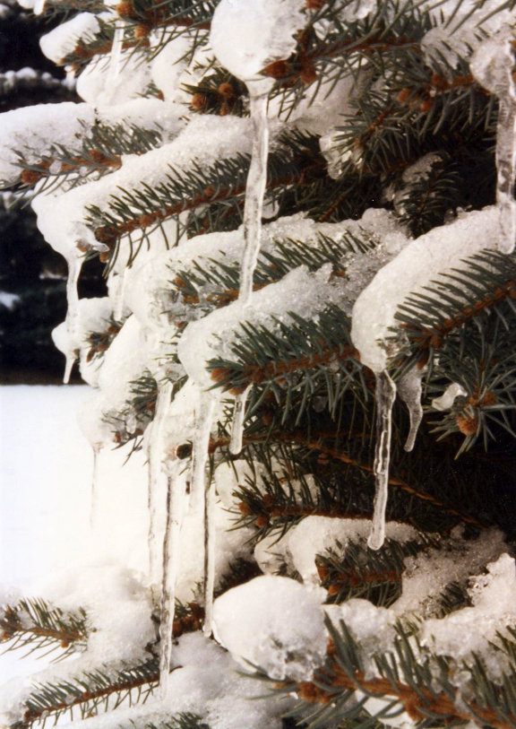 Spruce