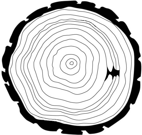 image tree rings