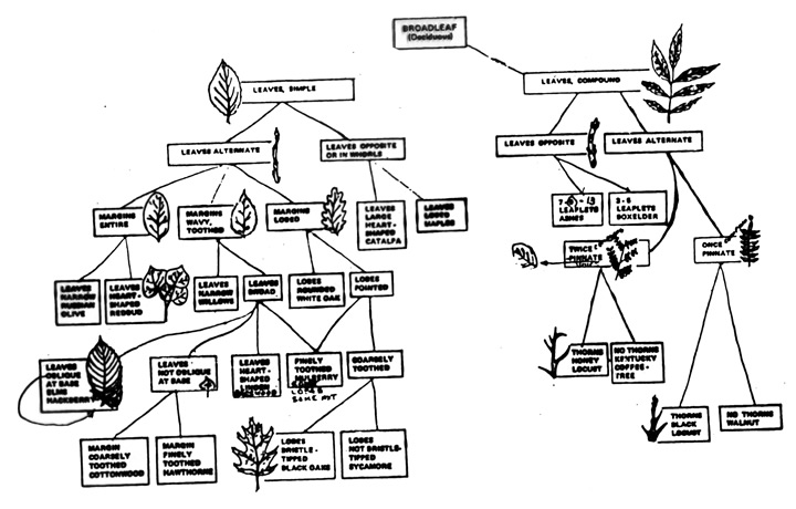 tree key image
