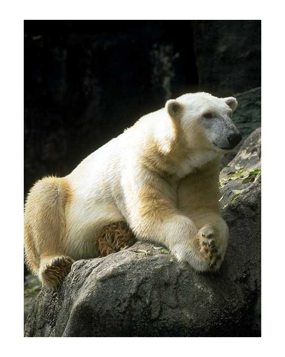 Bear image