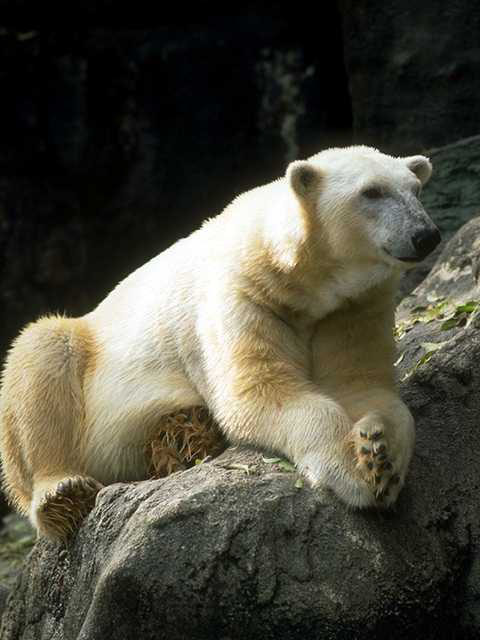 Bear image