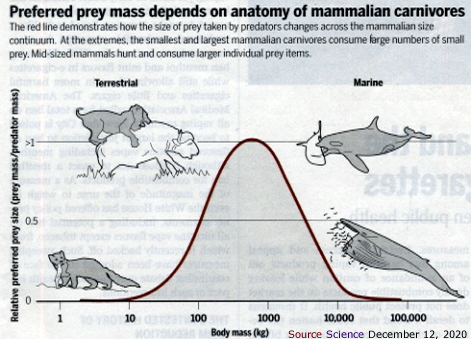 Carnivore mammals predator prey mass relationships