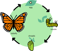 Butterfly life cycle