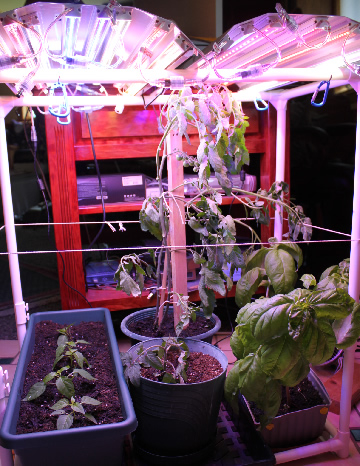 Basal, pepper, & tomato set up