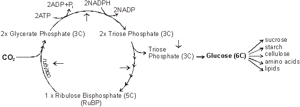 carbon fixing cycle