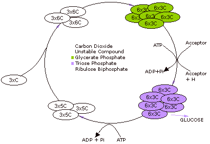 glucose cycle chart